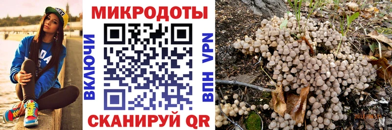OMG tor  Иланский  Галлюциногенные грибы Psilocybine cubensis 